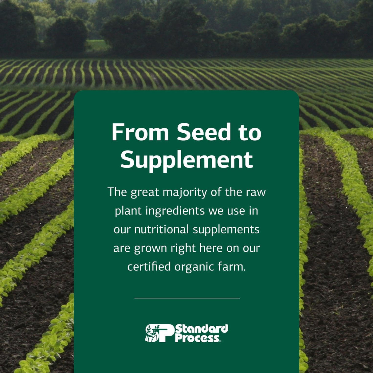 Standard Process Inc. Cataplex E - Whole Food RNA Supplement and Antioxidant with D-Alpha Tocopherol Vitamin E, Beet Root, Ascorbic Acid, Inositol, Selenium, and Honey - 90 Tablets