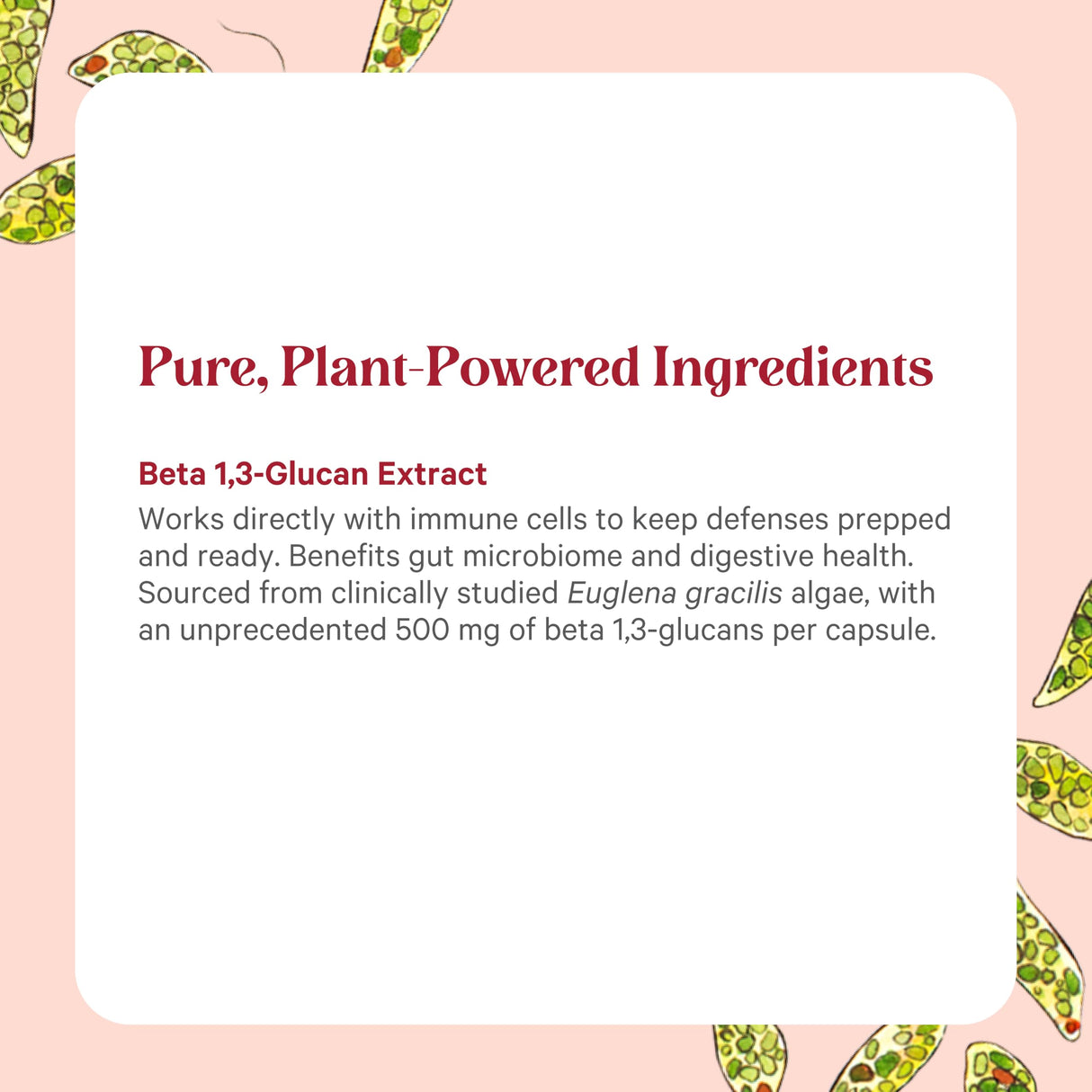 PURE SYNERGY SuperPure Beta 1,3-Glucan Extract | 500 mg Beta 1,3-Glucan Supplement from Algae | Yeast-Free, Non-GMO, Standardized Extract | Supports Immune Health & Digestion (60 Capsules)