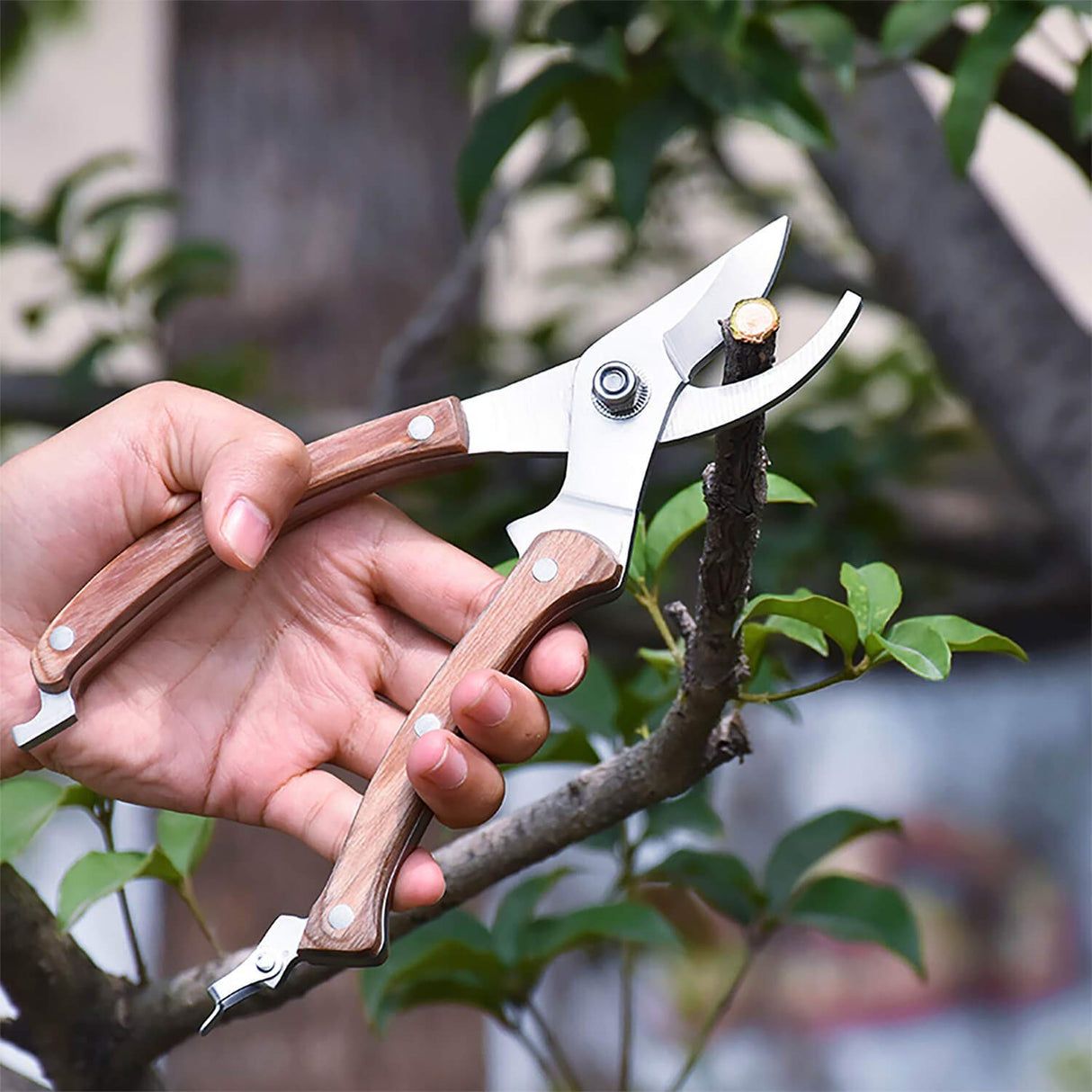 BUGUI Wood Handle Pruning Shears, SK-5 Steel Blade, 1-inch Cutting Capacity, Sharp, Well Designed Garden Shears, 8"