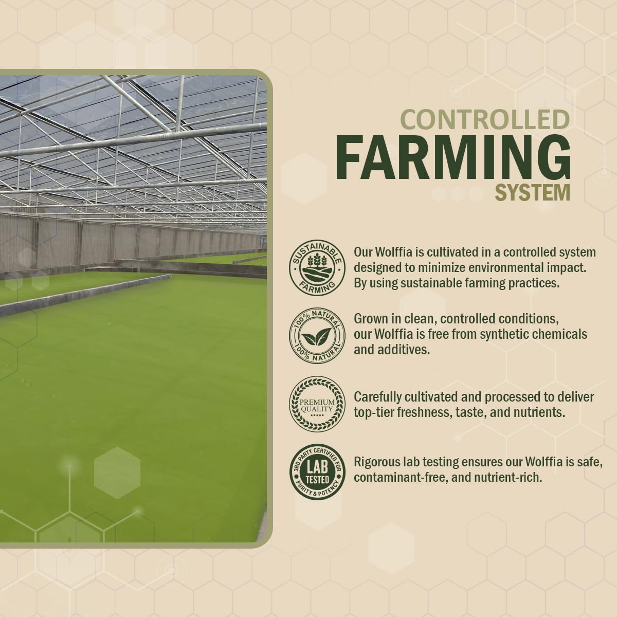 Premium Dried Wolffia globosa Superfood | Low Carb, High Protein 40% | Rich in Minerals, Vitamins A E B12 & Essential Amino Acids | The Future of Sustainable Plant-Based Nutrition 2.11 oz (60g)