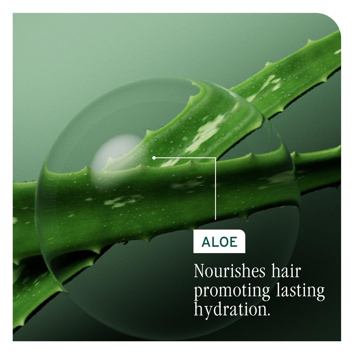 Biolage Hydra Source Shampoo – For Dry Hair, 13.5 fl oz
