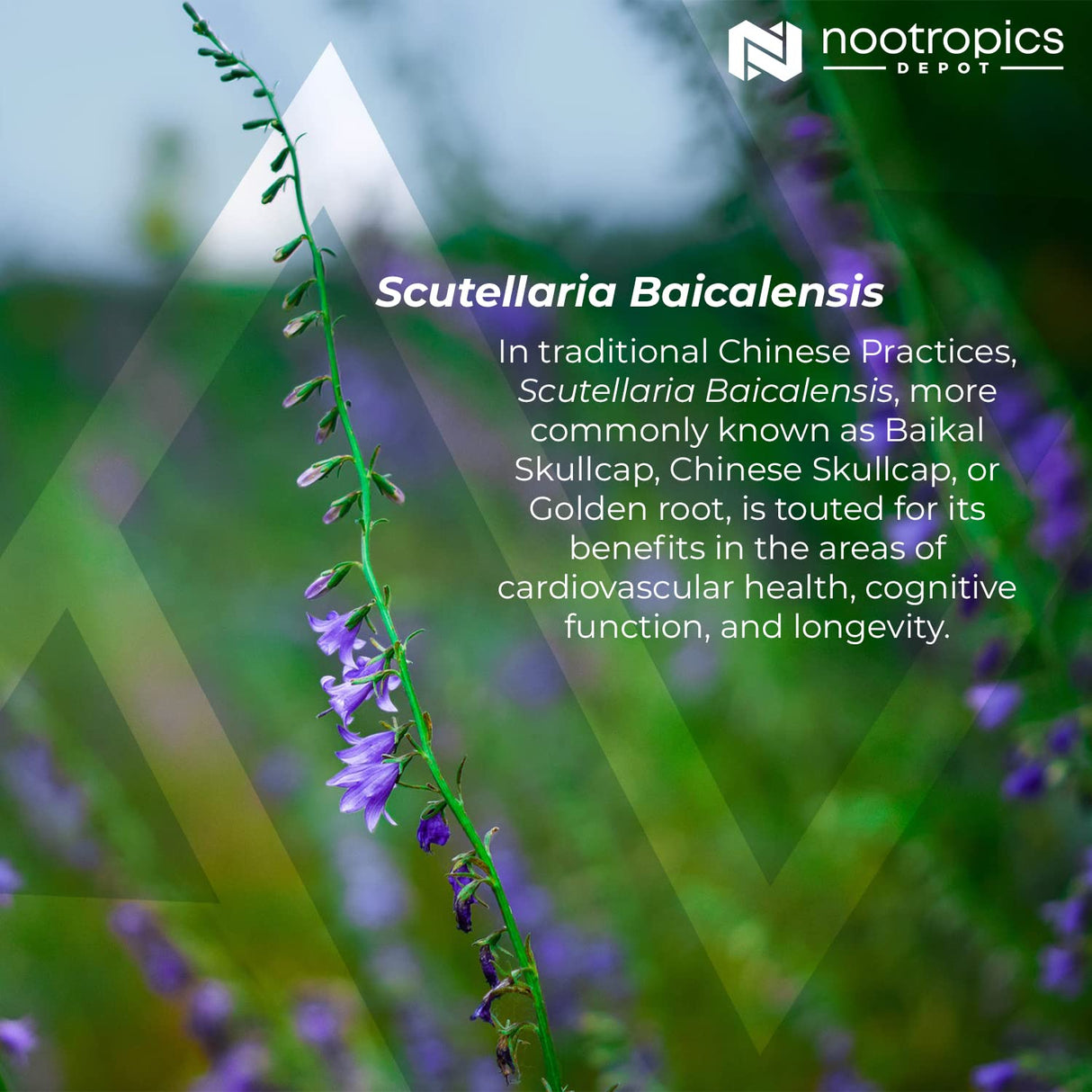Nootropics Depot Baikal Skullcap Extract Tablets | 250mg | 60 Count | >15% Apigenin, >20% Baicalein, >50% Baicalin