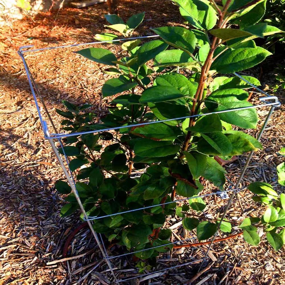 Galvanized Square Folding Tomato Cage Plant Support Stake Tower 12 inch by 46 inch, Pack of 10 Sets(Also Sold as Pack of 2 & 5,PVC Green is Available)