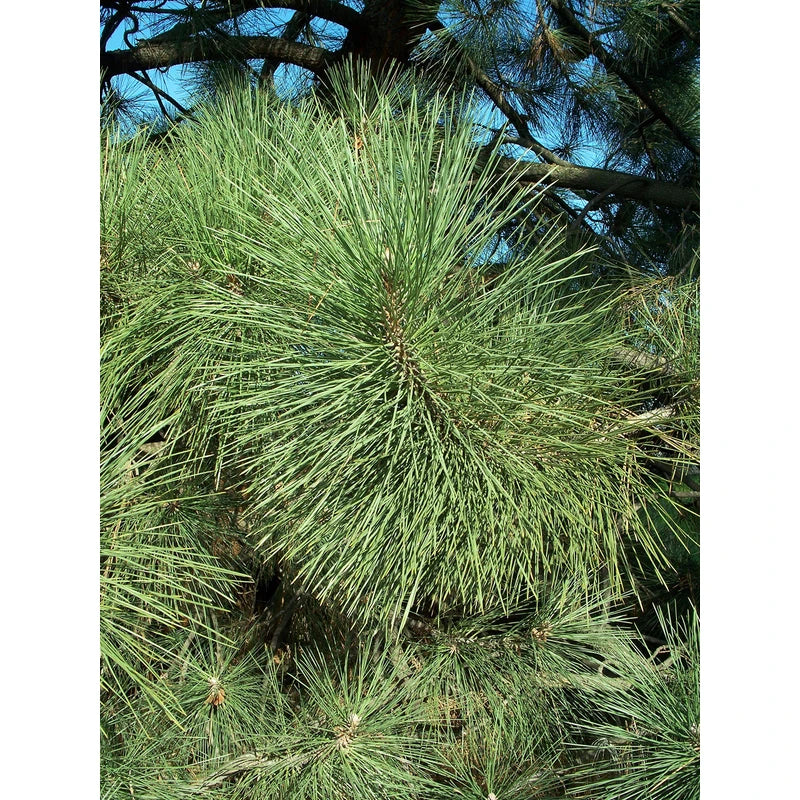 Coulter Pine | Small Tree Seedling | The Jonsteen Company