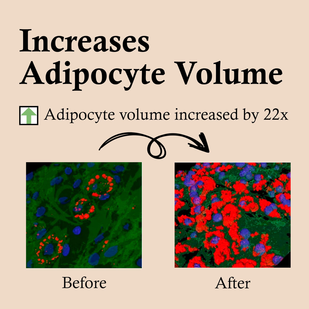 CELDYQUE 100% Pure Volufiline Concentrate Serum 2ea - Skin Firming Solution & Clinically Proven | Anti-Wrinkle, Enhances Facial Contours, Boosts Collagen for Sagging Mature Skin Korean Skincare