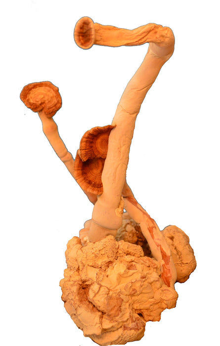 Tiger Milk Mushroom (Lignosus rhino.) USA, Lung Respiratory Immune Support 450mg capsule