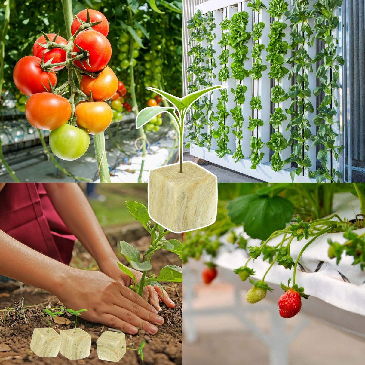 Halatool 1.5 in Rockwool Cubes for Hydroponics, 196 Plugs Seed Starter Cube
