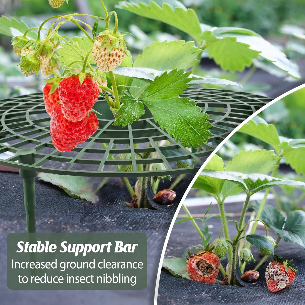 COZYDIG 4 Sets Strawberry Plant Support with Mesh Plant Cover,Strawberry Growing Racks Sets with Iron Plant Nails and Storage Bag for Garden Strawberry Vegetables(White Net - Round)