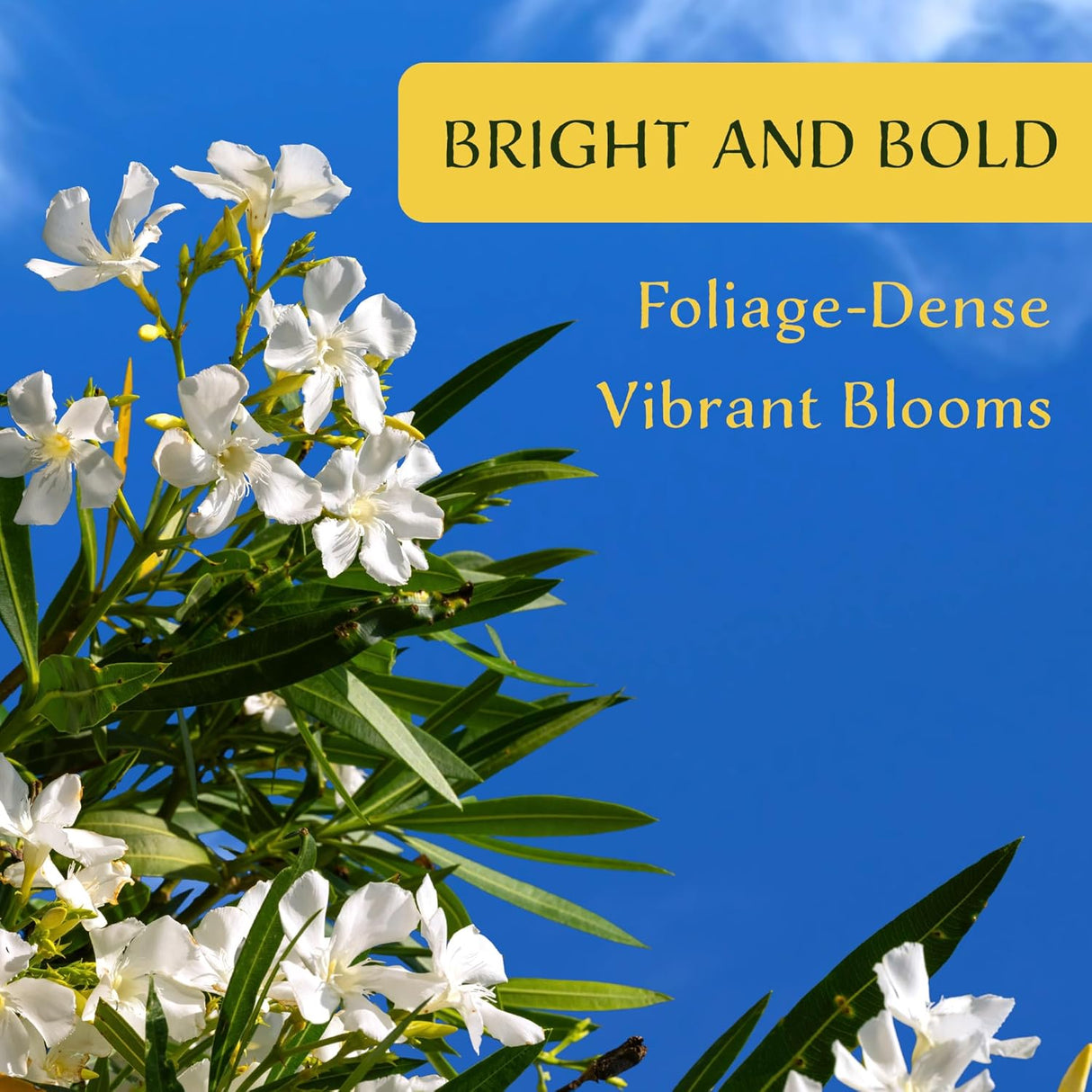 CitronellaKing 6 White Oleander Shrubs | Live Plants in 2.5-inch Nursery Cubes | “Sister Agnes” Variety | Deer-Resistant Evergreen Perennial | Stunning White Blooms for Outdoor Hedges & Garden Landscaping