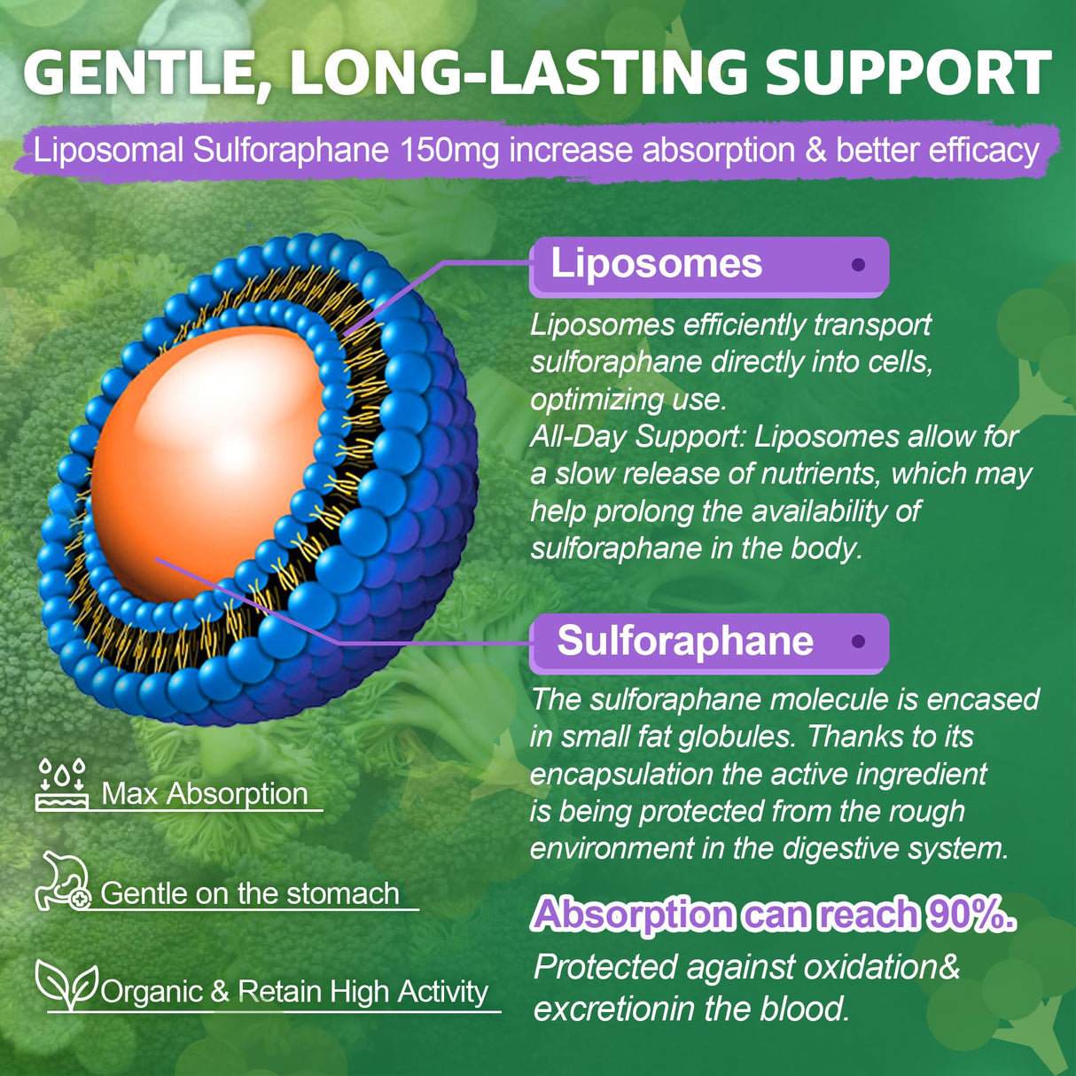 150mg Liposomal Sulforaphane Supplement from Broccoli Sprouts Extract - Sulforaphane with Myrosinase, Vitamin C, E | Broccoli Sprout Supplement for Antioxidant, Detox & Cellular Health | 60 Counts