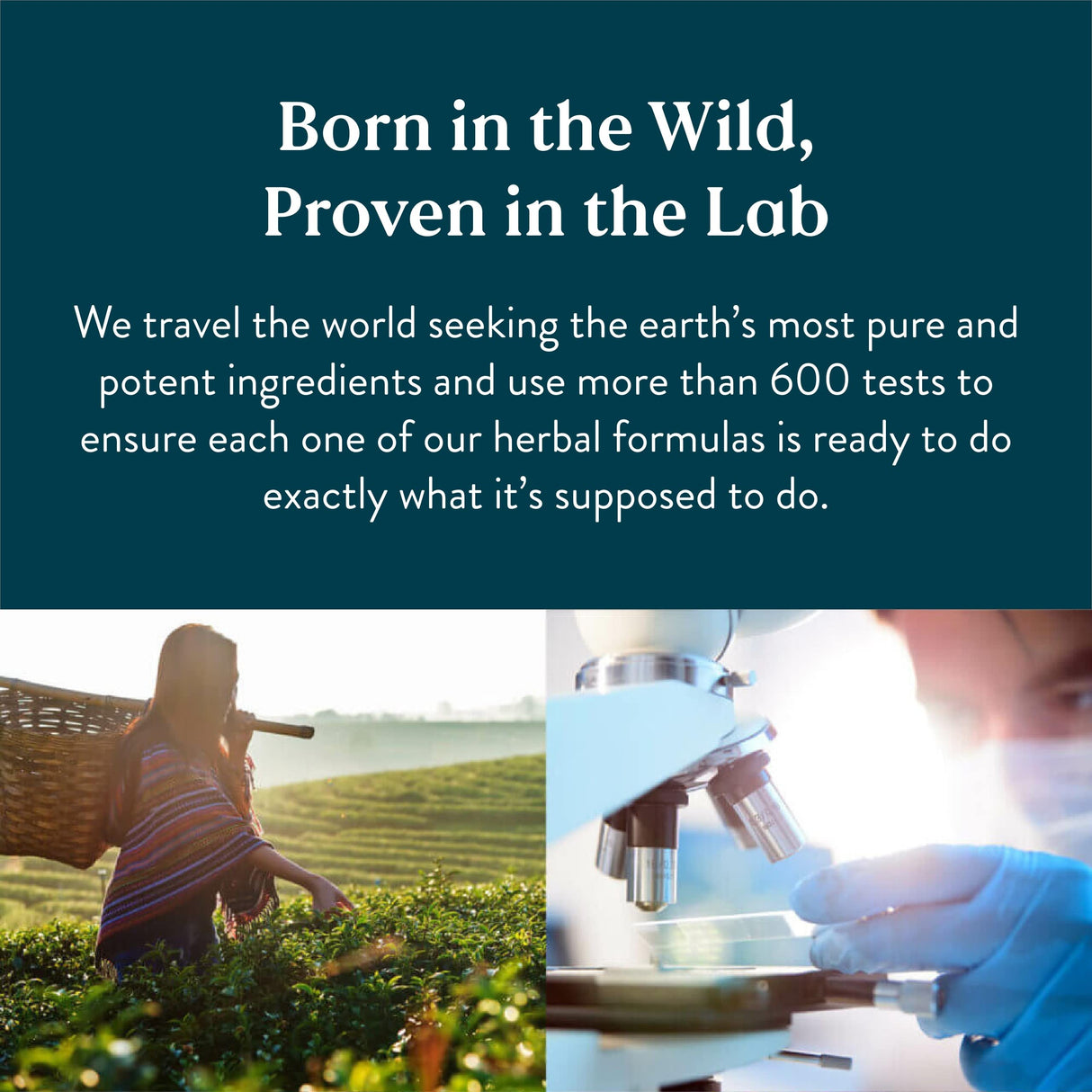 Nature's Sunshine Lymphatic Drainage, 2 Fl. Oz | Lymphatic Drainage Supplement Promotes The Efficient Drainage of The Lymphatic System to Promote Overall Health