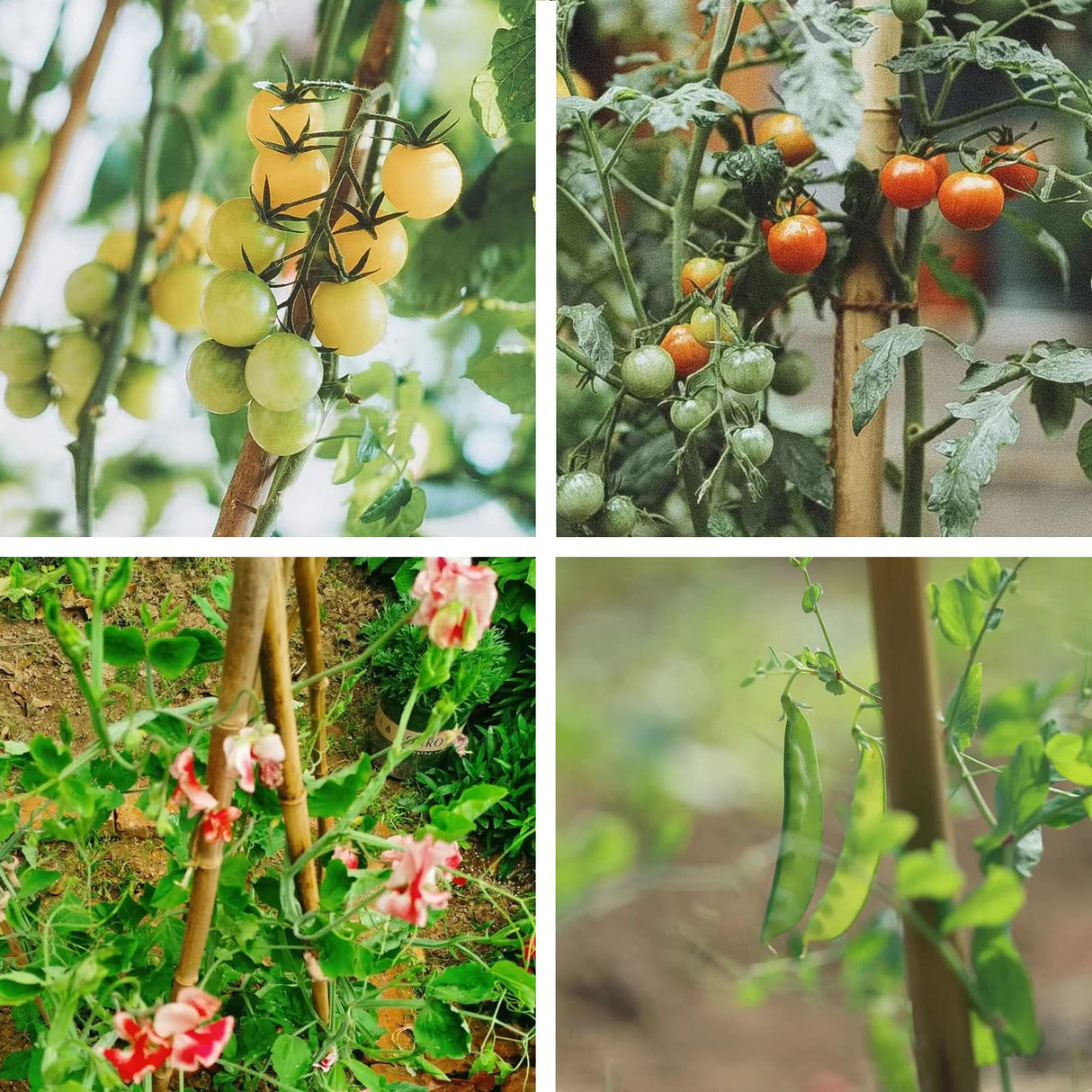 COLOtime Bamboo Stakes 3FT Garden Stakes Plant Stakes for Indoor and Outdoor Climbing Plants Poles Sticks Support Tomatoes Eggplants Beans 25 Pack
