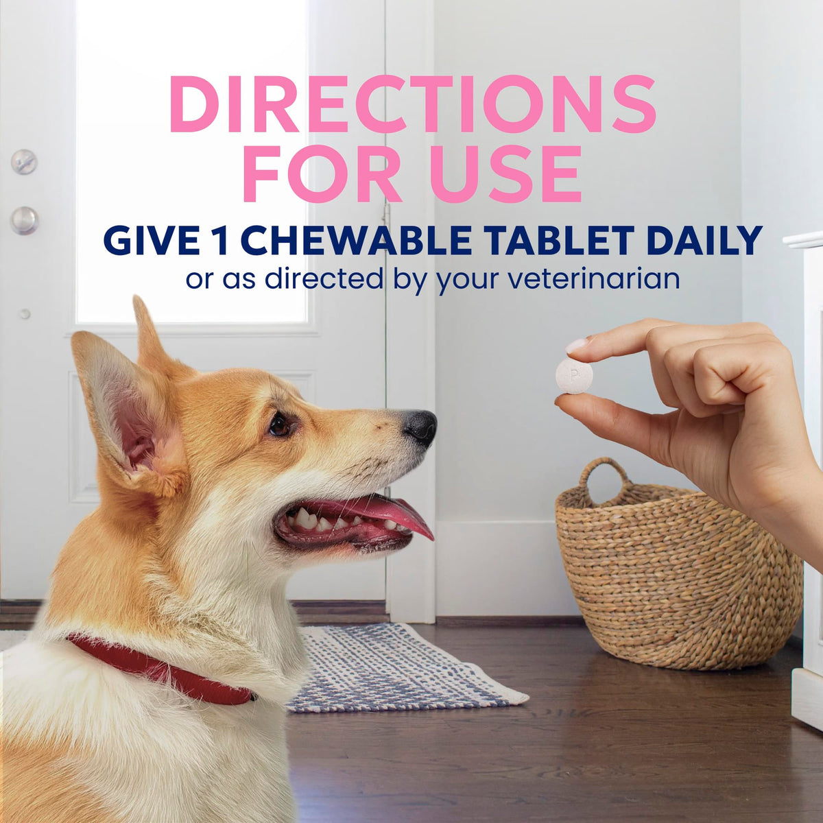 Nutramax Proviable Probiotics + Prebiotics for Dogs, Chewable Tablets, 60ct