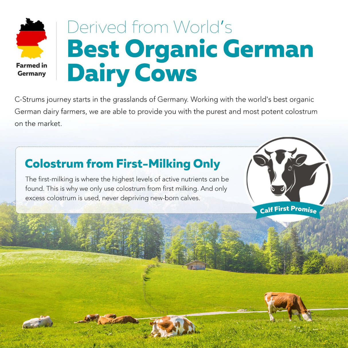 C-Strum® Organic Bovine Colostrum Powder, 60% igG, First Milking, Grass Fed, Max Strength Colostrum Supplement from German Dairy Cows - Gut, Immunity, Skin & Hair Support (60 servings)