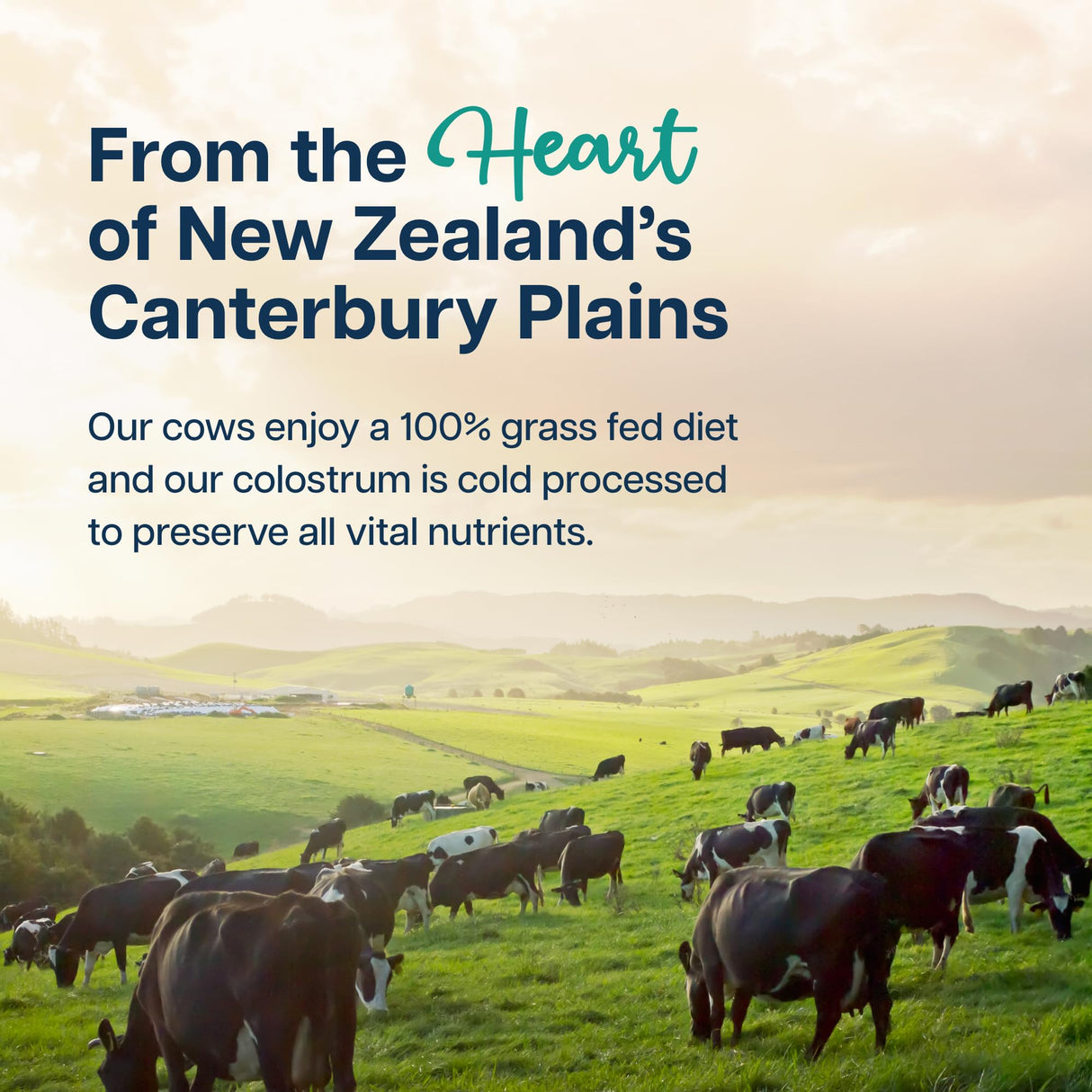 Baese Nutrition 4000mg 800 IgG Grass Fed with Probiotics Bovine Colostrum Powder Supplement for Kids & Adults with Immunoglobulins (132 Grams, Unflavored)