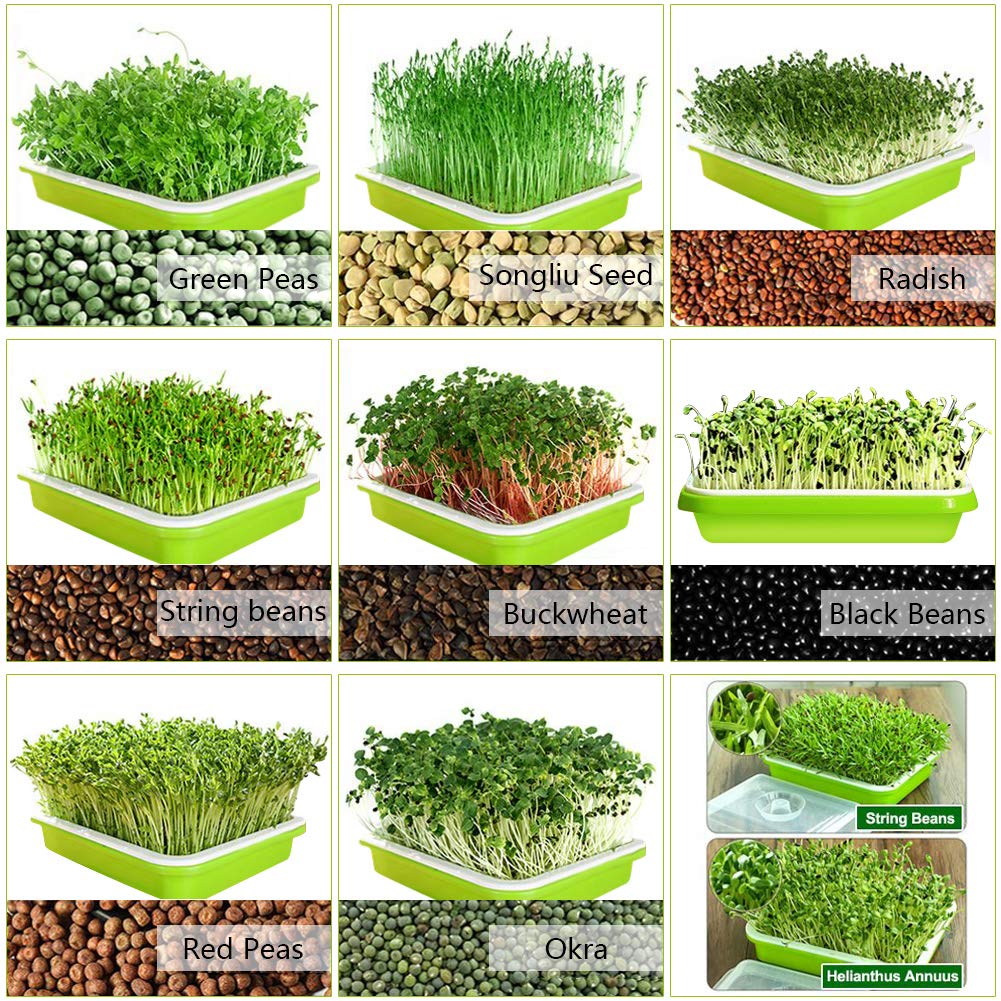 SUNPRO 2-Pack Seed Sprouter Tray with Humidity Lid, BPA Free Food Grade Soil-Free Sprouting Kit, Large Capacity Wheatgrass Grower & Microgreens Germination Station for Beans, Peas, Cat Grass (Green)