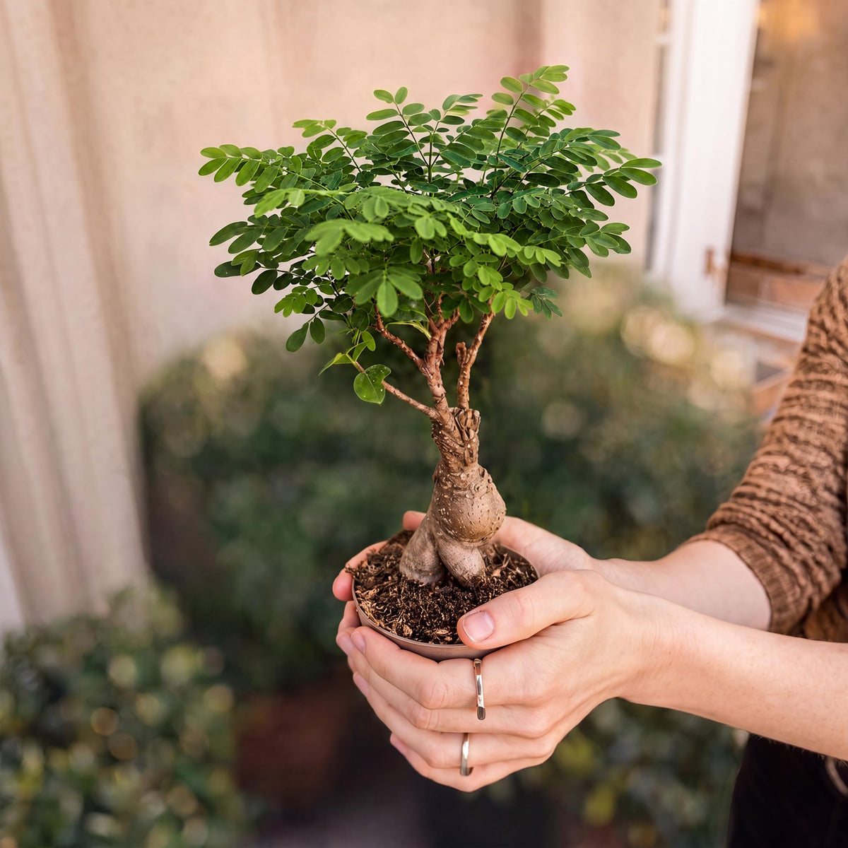 Bonsai Tree Kit Deluxe - Growing 5 Unique Japanese Bonzai Trees