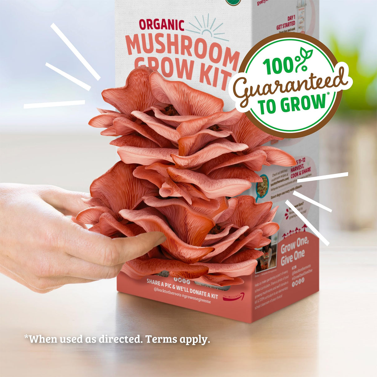 Back to the Roots Organic Pink Mushroom Grow Kit, Harvest Gourmet Mushrooms In 10 Days