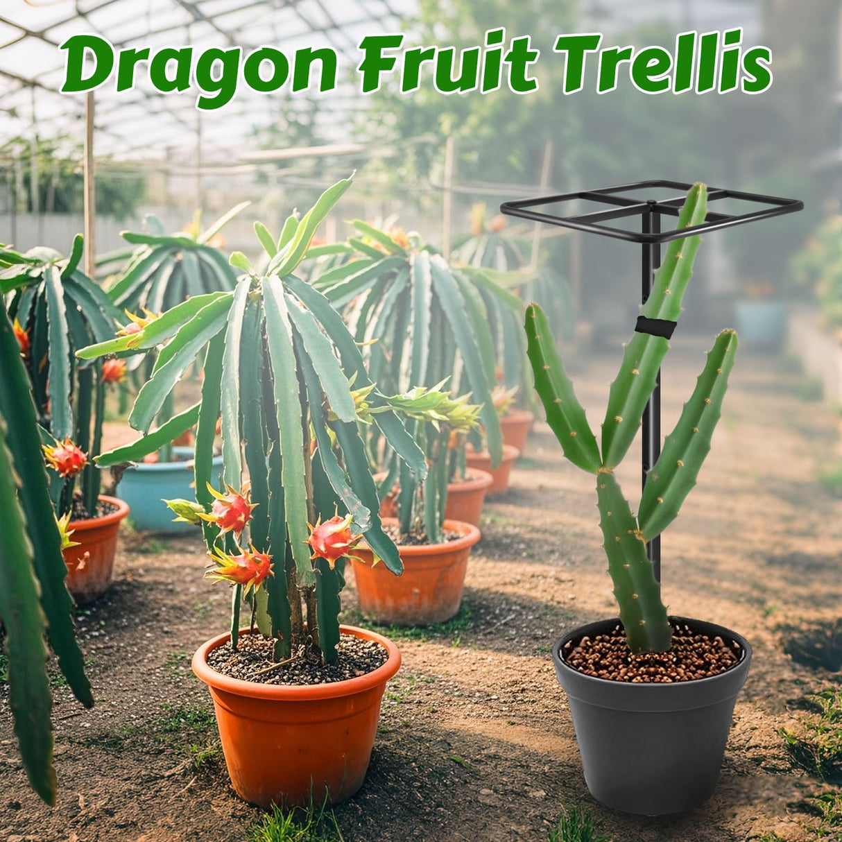 Gavinjitao Metal Dragon Fruit Trellis 61",Adjustable Dragon Fruit Plant