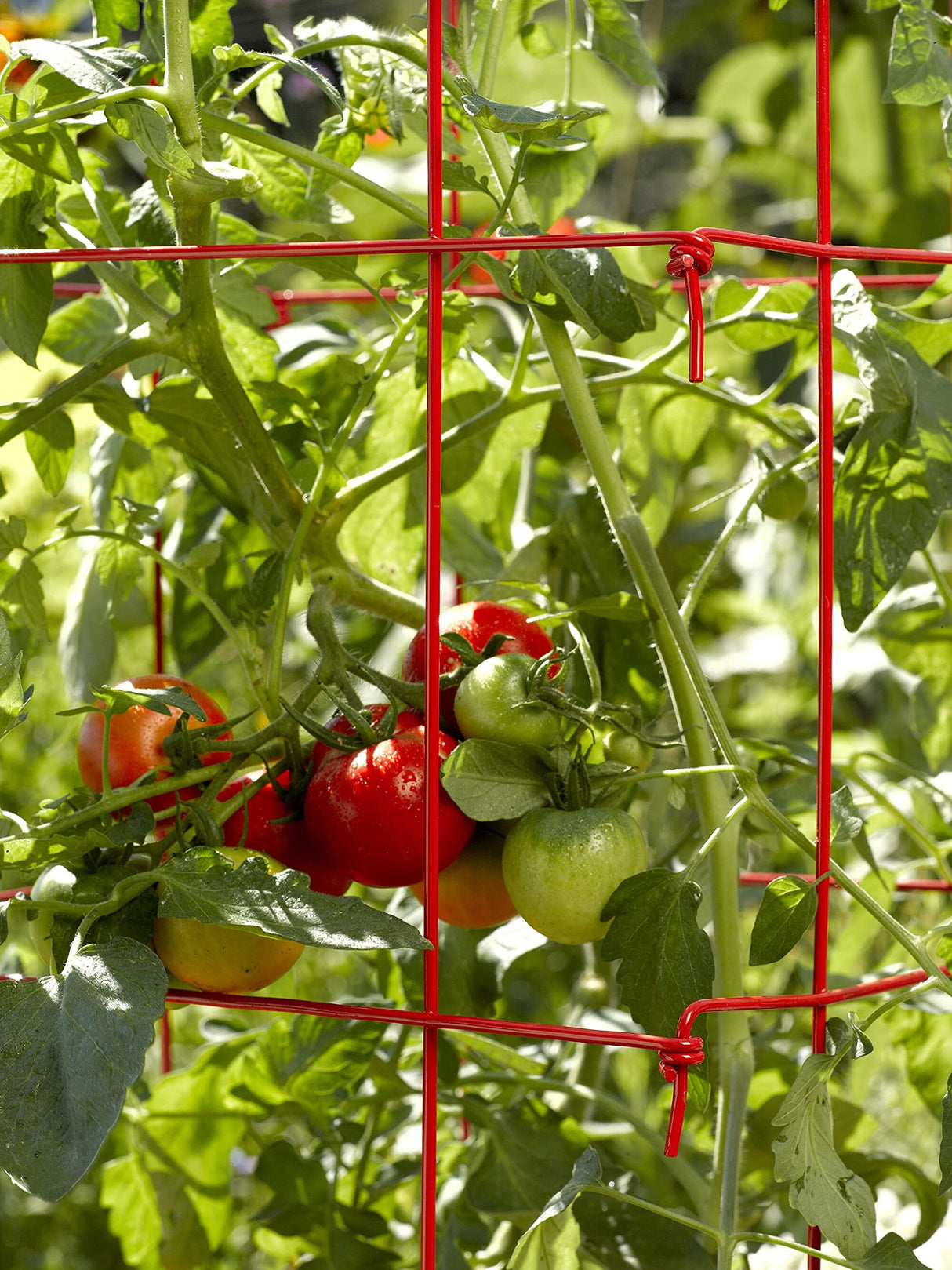 Gardener's Supply Company Lifetime Tomato Cages, Red, Set of 4