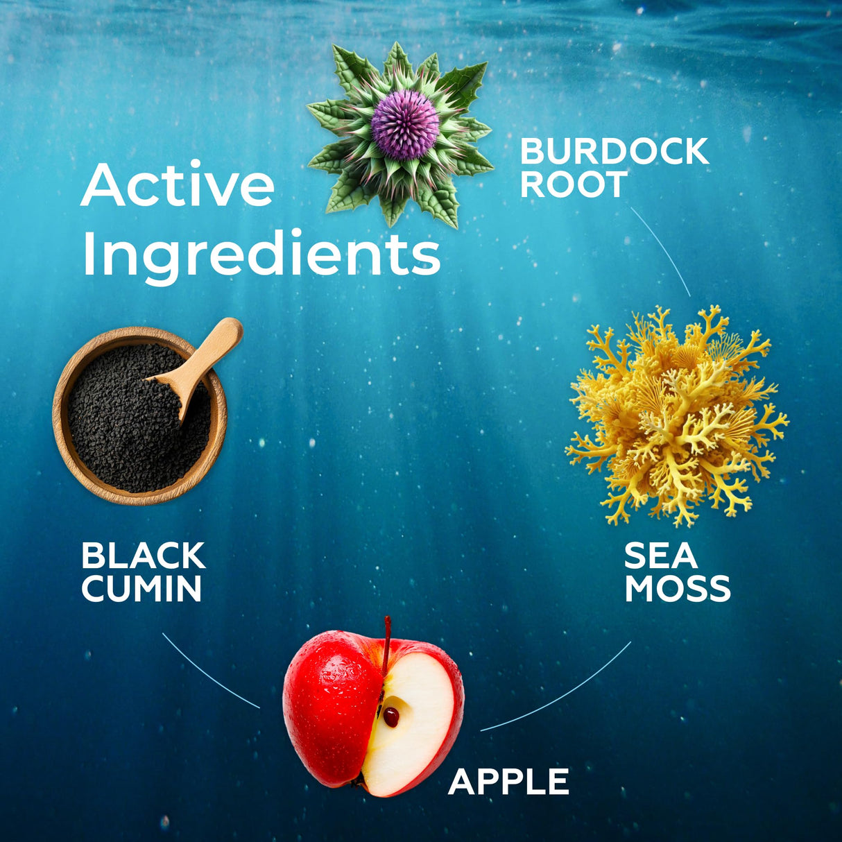 TrueSeaMoss 3000mg Irish Sea Moss Drops with Burdock Root & Bladderwrack for Digestive System & Muscle Recovery Support - 2 Fl Oz Apple NW1