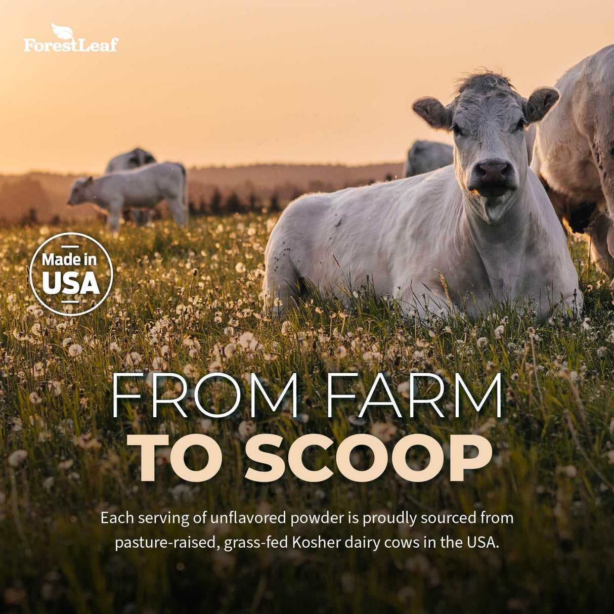 ForestLeaf Colostrum Powder 50% IgG Highest Pure Concentration, Grass Fed Colostrum Supplement for Gut Health, Immune Support and Muscle Recovery, Bovine Colostrum for Humans, Unflavored, 45 Servings