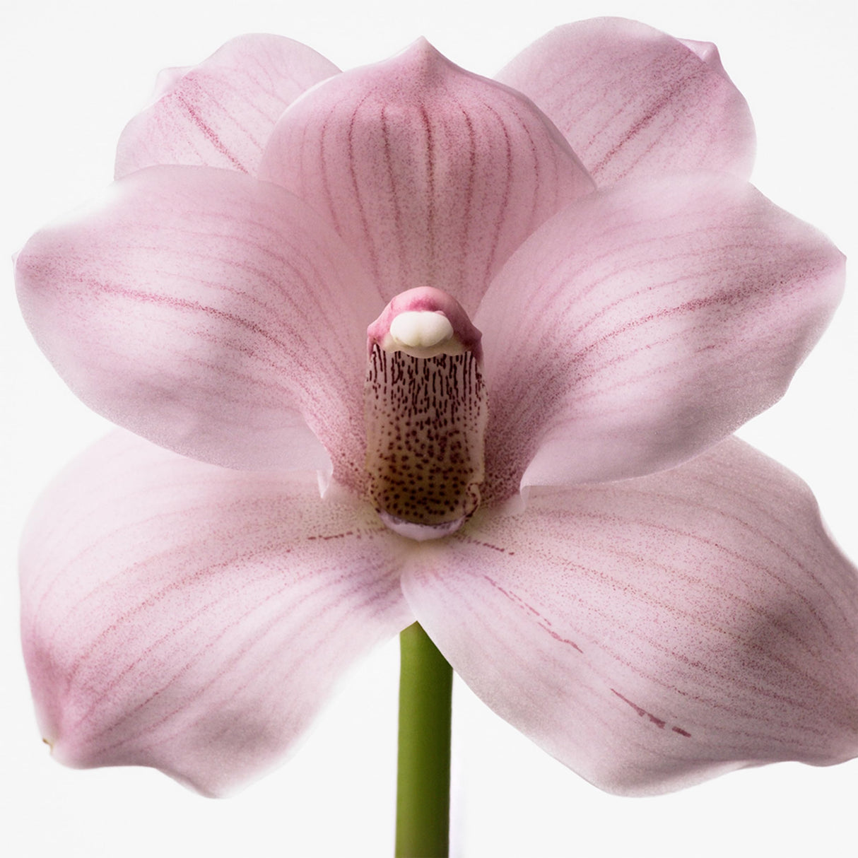 Calvin Klein Euphoria for Women Eau de Toilette, 3.3 Fl Oz