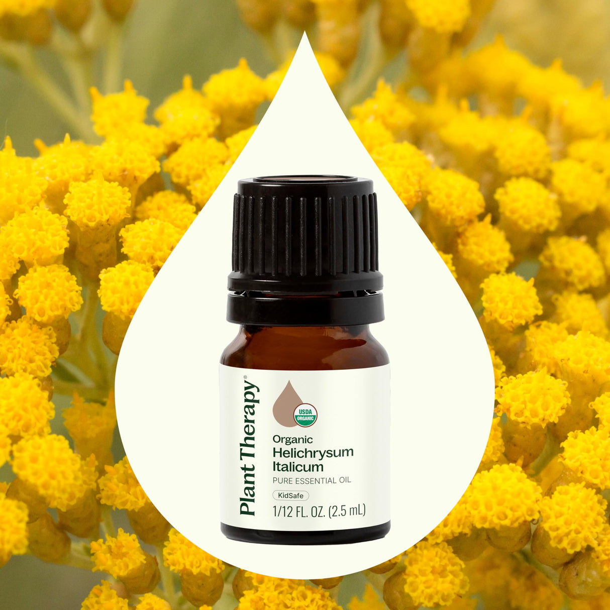 Plant Therapy Organic Helichrysum Italicum Essential Oil for Skin 100% Pure, USDA Certified Organic, Undiluted, Natural Aromatherapy for Diffusion, Therapeutic Grade 2.5 mL (1/12 oz)