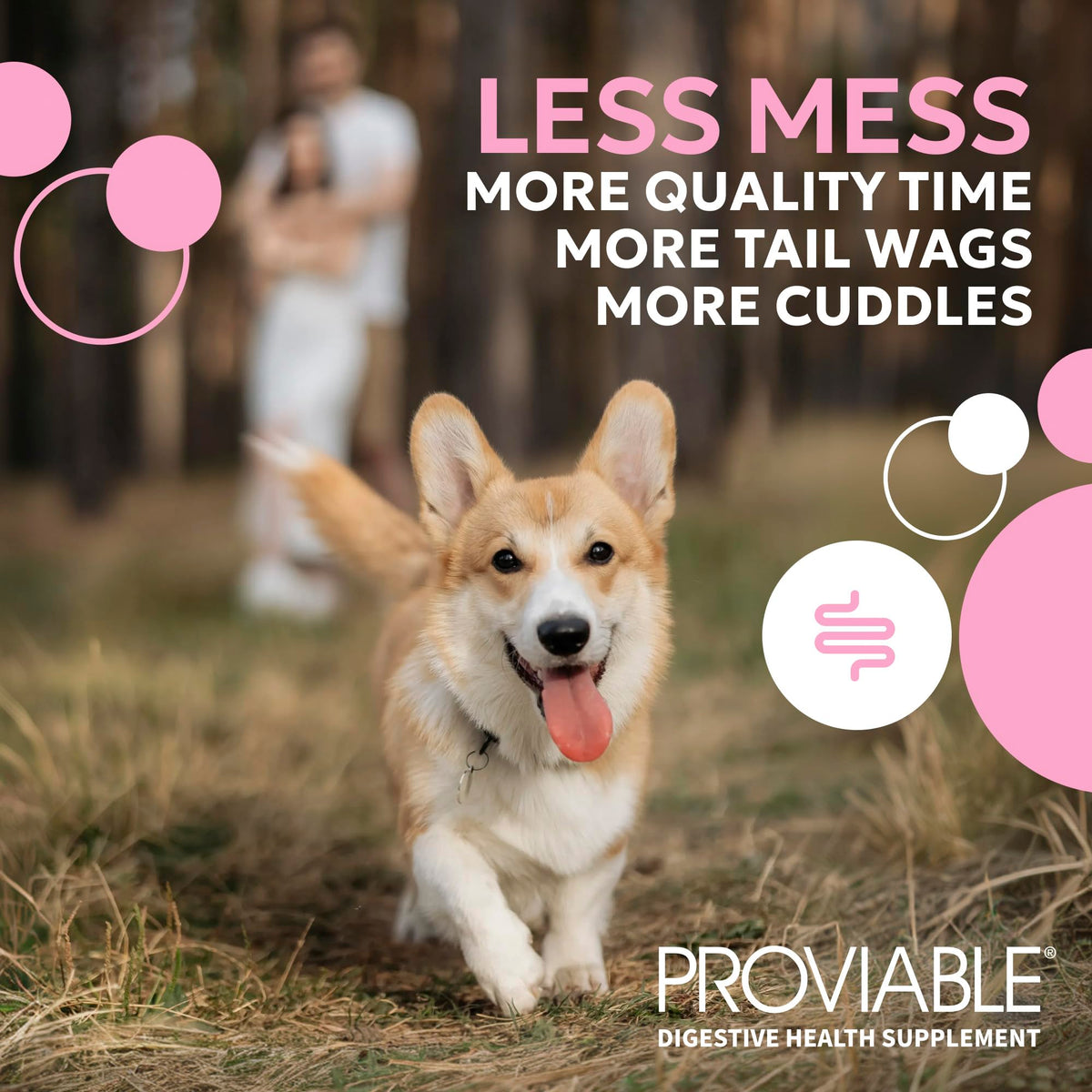 Nutramax Proviable Probiotics + Prebiotics for Dogs, Chewable Tablets, 60ct