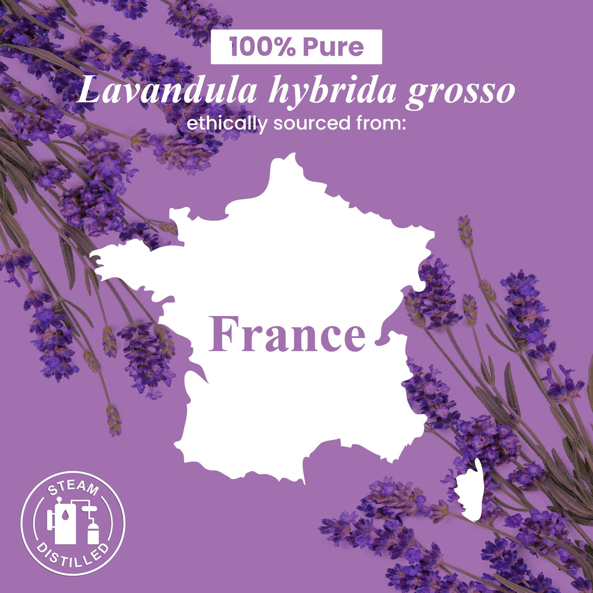 Handcraft Blends Lavender Essential Oil in Glass Bottle - Huge 16 Fl Oz - 100% Pure and Natural - Premium Grade Essential Oil for Diffuser and Aromatherapy, and DIY Soap Making