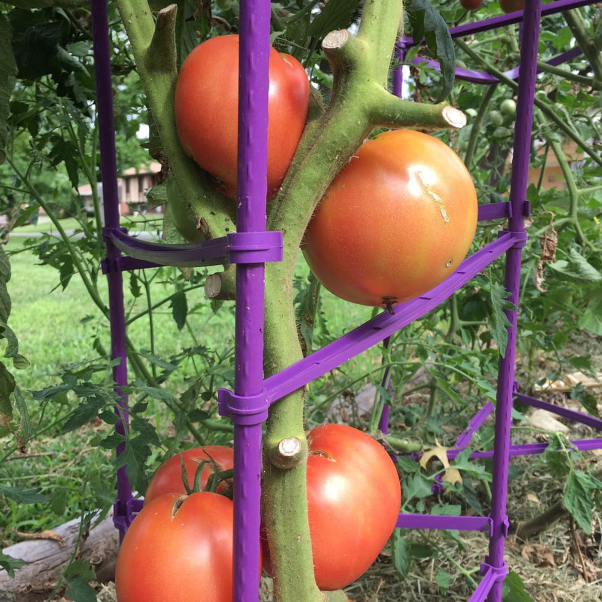 Growsun Large Tomato Cage 6 Pack Upto 73 inch Tall Tomato Trellis Garden Stakes Plant Support,Purple(5ft Stake add 18 inch Adjustable Stakes)
