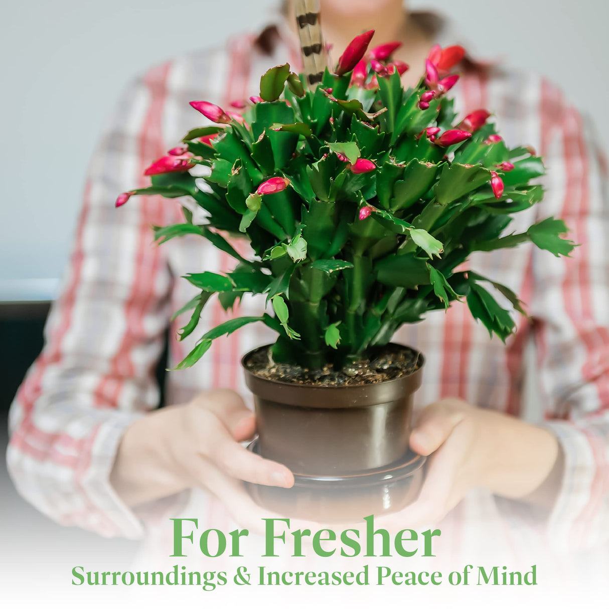 American Plant Exchange Live Christmas Cactus – 6-Inch Pot Cover – Easy Care Flowering Succulent with Festive Blooms for Holiday Home Décor, Kitchens, Offices & Indoor Winter Displays