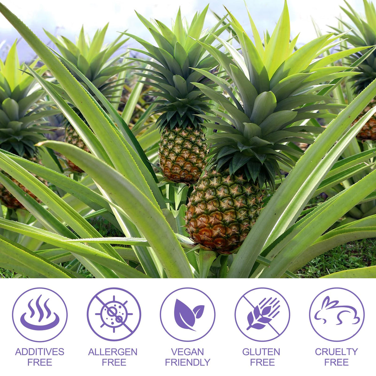 120 Count Vital Natural Vaginal Probiotics Source Feminine Gummies, PH Balance for Women, Improve Immune, Hawaiian Pineapple Flavor, Vegan & Low Sugar, Premium Balance Gummies