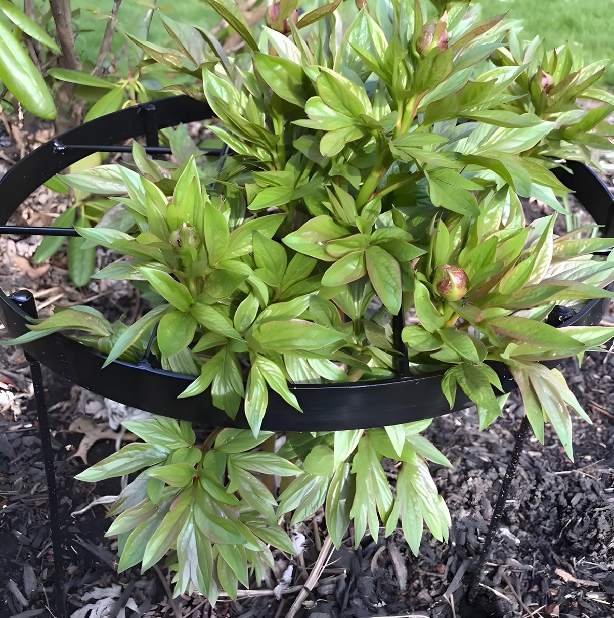 GOOOXIM 23.6" Peony Cages and Supports,Plant Support Ring for Hydrangea