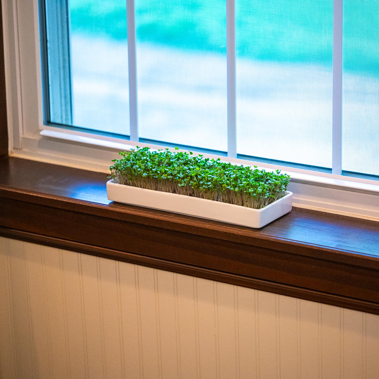 mizuna Microgreens Growing Kit — 2 Ceramic Trays, Coconut Coir & Seeds | Indoor Windowsill Grow Kit | Gift for Plant & Food Lovers