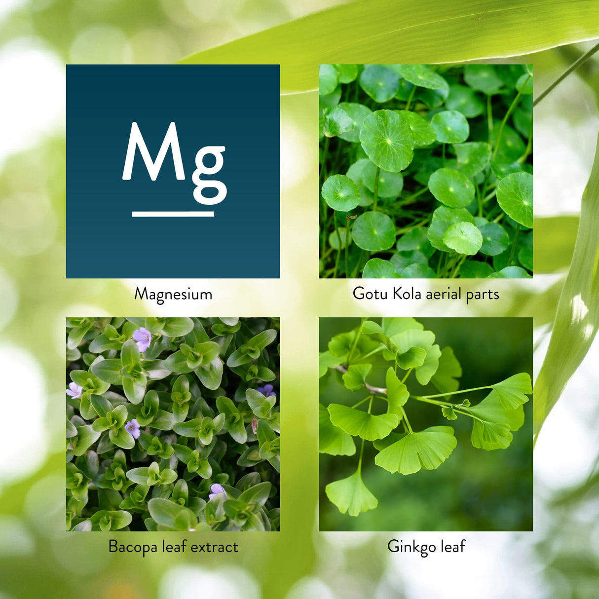 Nature's Sunshine Mind-Max 90 Capsules