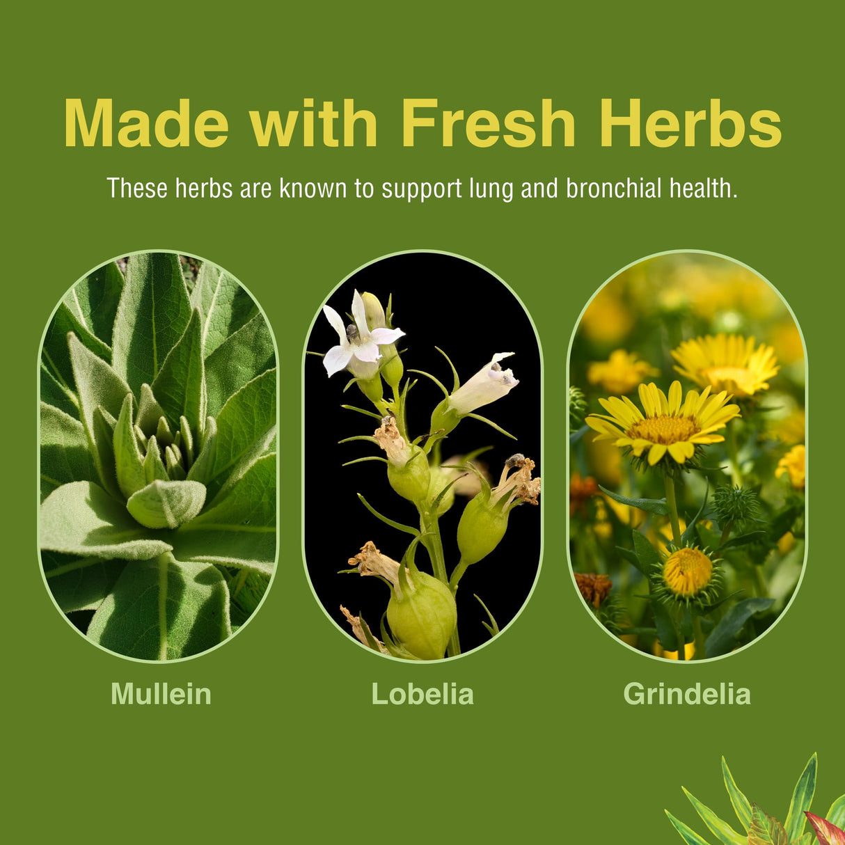 Herbs Etc. Lung Tonic - Lung Supplement for Bronchial Support - Healthy Breathing Support with Mullein, Horehound & Grindelia - 120 Softgels