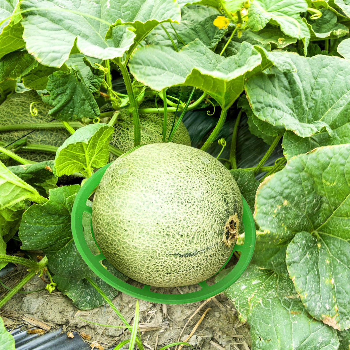 Pumtus 12 Pack Melon Cradles, Plastic Pumpkin Support, Squash Protector Stand, Watermelon Support Plant Trellis, Melon Holder Growing Frame, Protector for Watermelon, Squash, Pumpkin