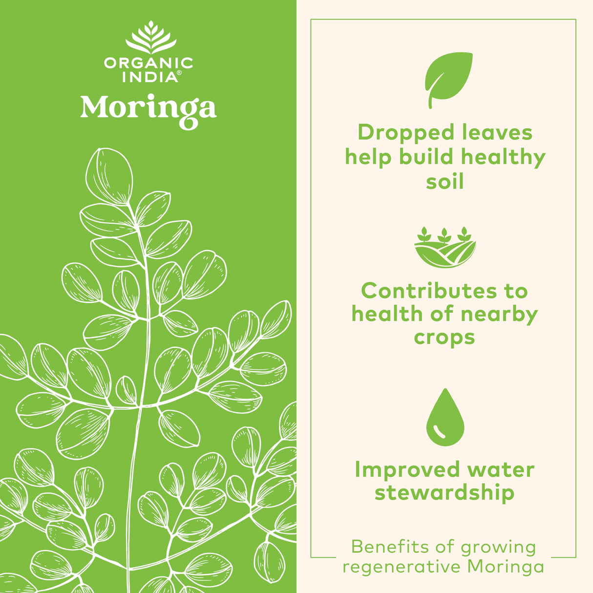 ORGANIC INDIA Moringa Powder - Moringa Oleifera Leaf Herbal Supplement, Green Superfood, Nutrient Dense, Pure Plant Protein, Vitamin A, E, K, Iron, Calcium, Fiber, Vegan, USDA Certified Organic - 8 oz
