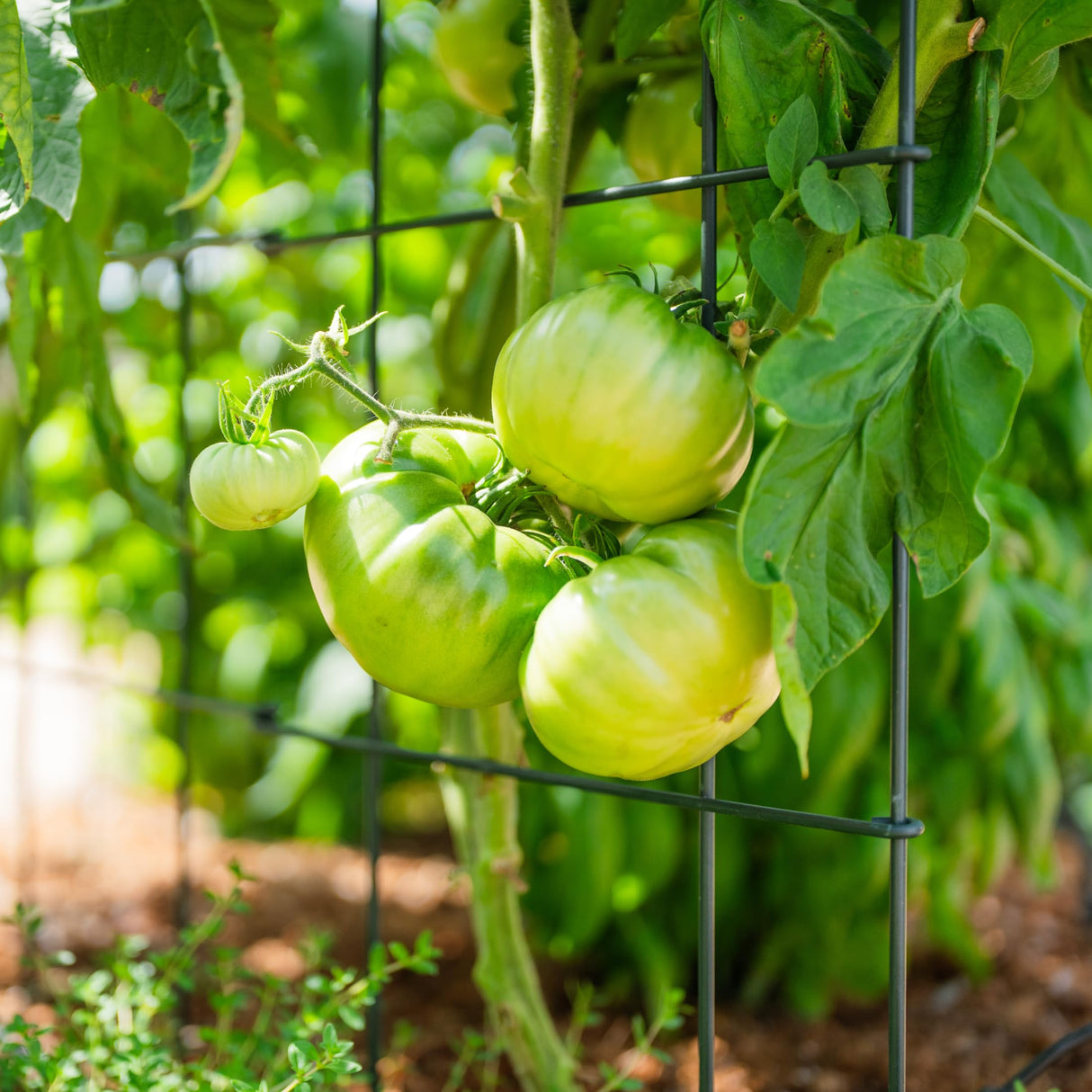 Vego Garden 2 Pack Tomato Cage 14.5"x 58" Square for Garden & Pots, Rust-Resistant Tomato Stackable Heavy Gauge Plant Cage Trellis Support for Climbing Vegetables Plants