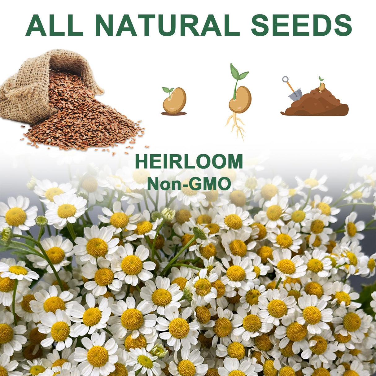 Lavender Seed Pod Kit, 8 Pod Kit (Include Seed Lavender/Chamomile/Holy Basil/Borage/Calendula/Mint) Fresh Tea Seed Pod Kit Compatible with Hydroponics