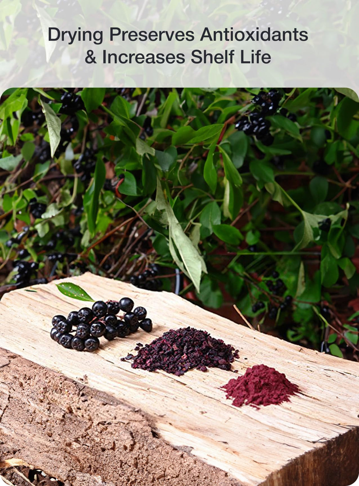 Green Valley Superfoods Organic Aronia Berry Juice Powder, Chokeberry, Antioxidant Rich Anthocyanins (1 Pound)