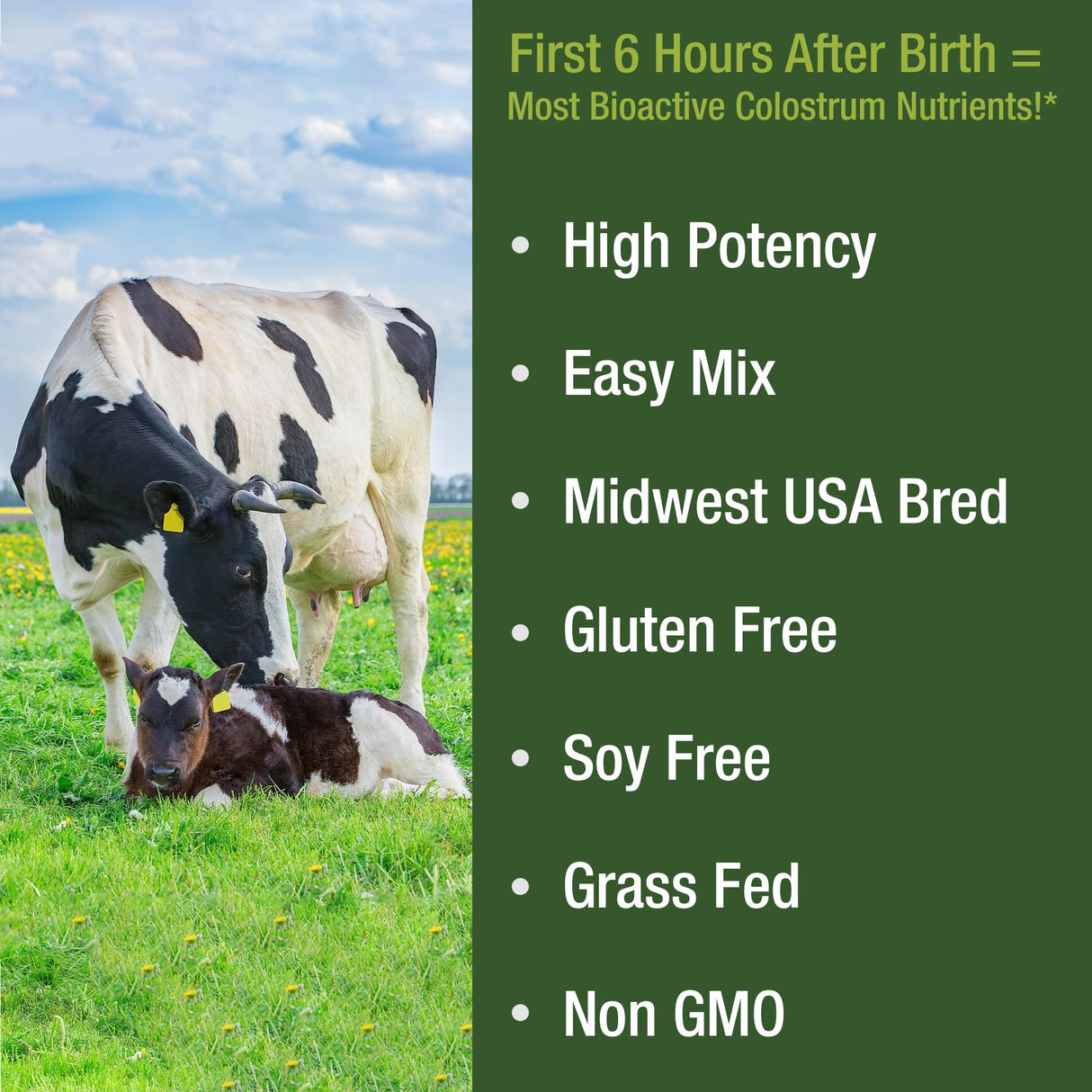 First Milking Colostrum Powder from Grass Fed USA Cows Milked Within 6 Hours of Giving Birth to Get The Most Bioactive Nutrients. High Immunoglobulin Bovine Colostrum Supplement for Humans