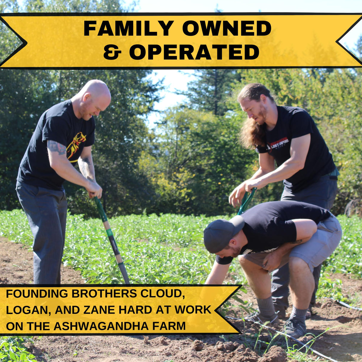 Pine Pollen Powder Wild Harvested - 99% Cracked Cell Wall | Supports Healthy Energy & Longevity (50 Grams)