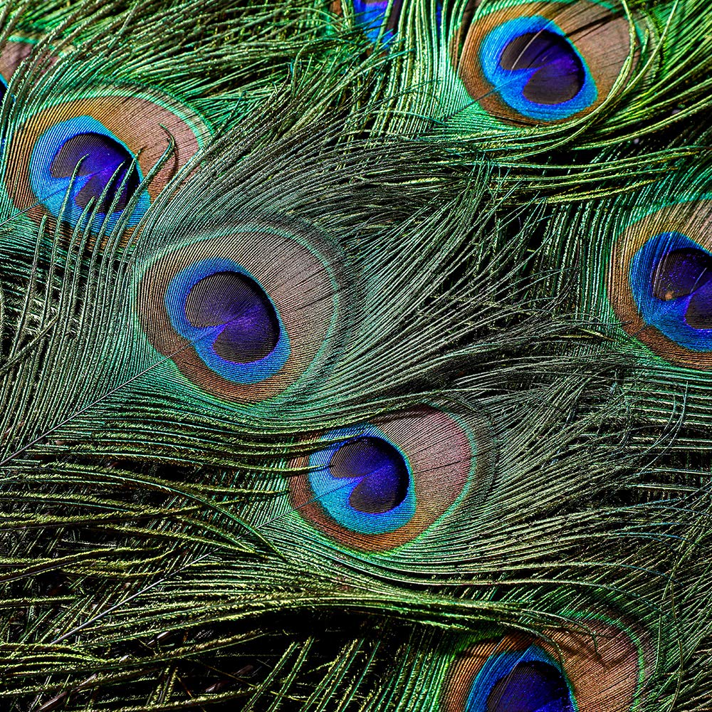 Ballinger 20pcs Natural Long Peacock Feathers 35-40 inch for DIY Craft, Party, Wedding Christmas Decoration and Floral Arrangement