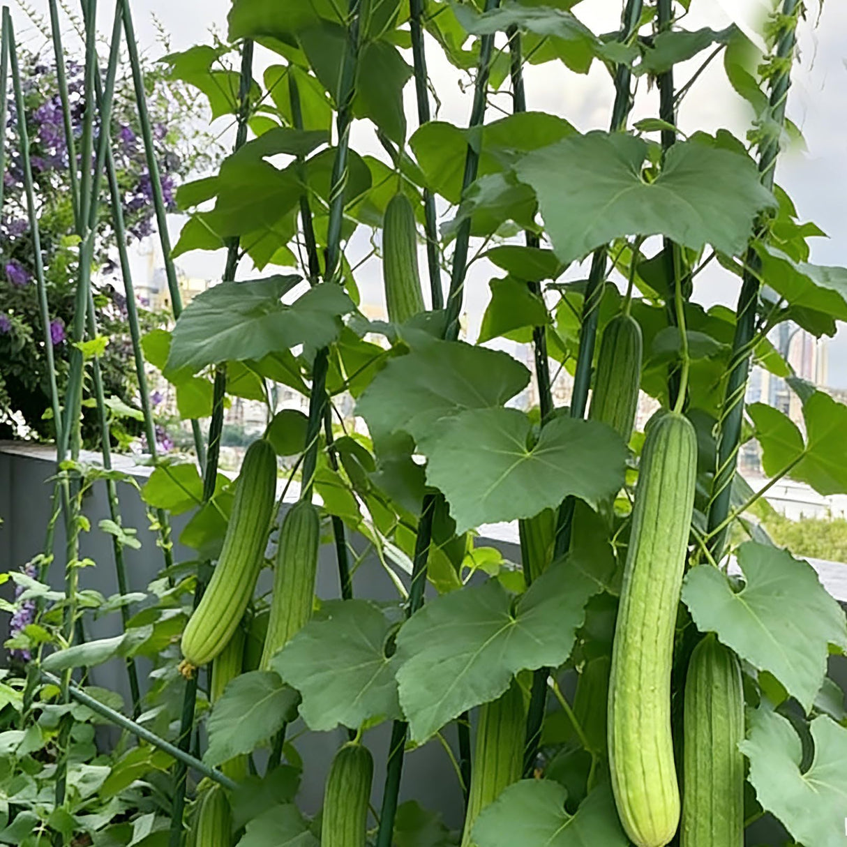 Garden Stakes 58inch (Approx 5FT) 100 Pack Tomato Stakes, Sturdy Tomato Stakes Plastic Coated Metal Plant Supports Plant Support Sticks for Gardening (5FT-100 Pack)