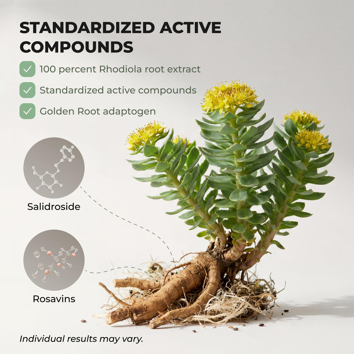 Salvora Rhodiola Rosea Supplement – Golden Root Adaptogen Capsules - Rhodiola Rosea Extract Powder Alternative with Salidroside for Stress Support - Energy, Focus & Performance