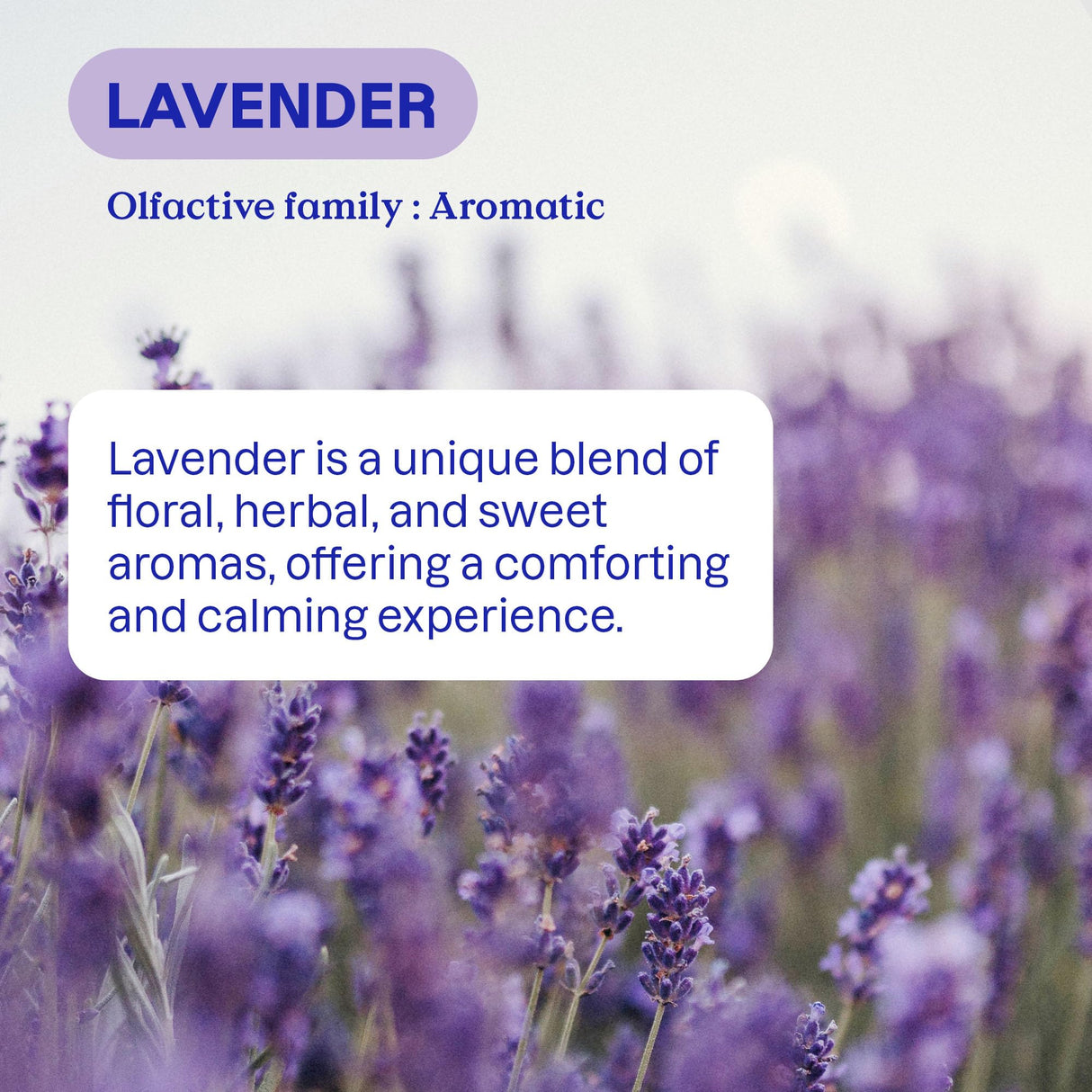 ATTITUDE Liquid Laundry Detergent, EWG Verified, HE Compatible, Plant-Based & Vegan, Natural Laundry Soap, Lavender Scent, 40 Loads, 67.6 Fl Oz