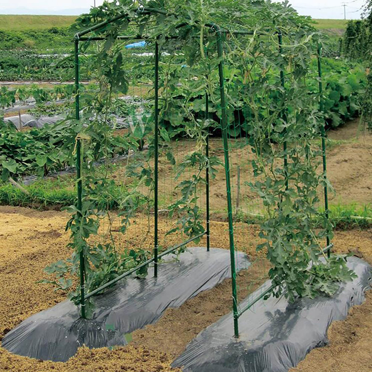 Xiny Tool Garden Stakes, 25 Pack Steel Plant Garden Tomato Stakes with Plastic Coat for Climbing Plants (25 Pack 58 Inch)
