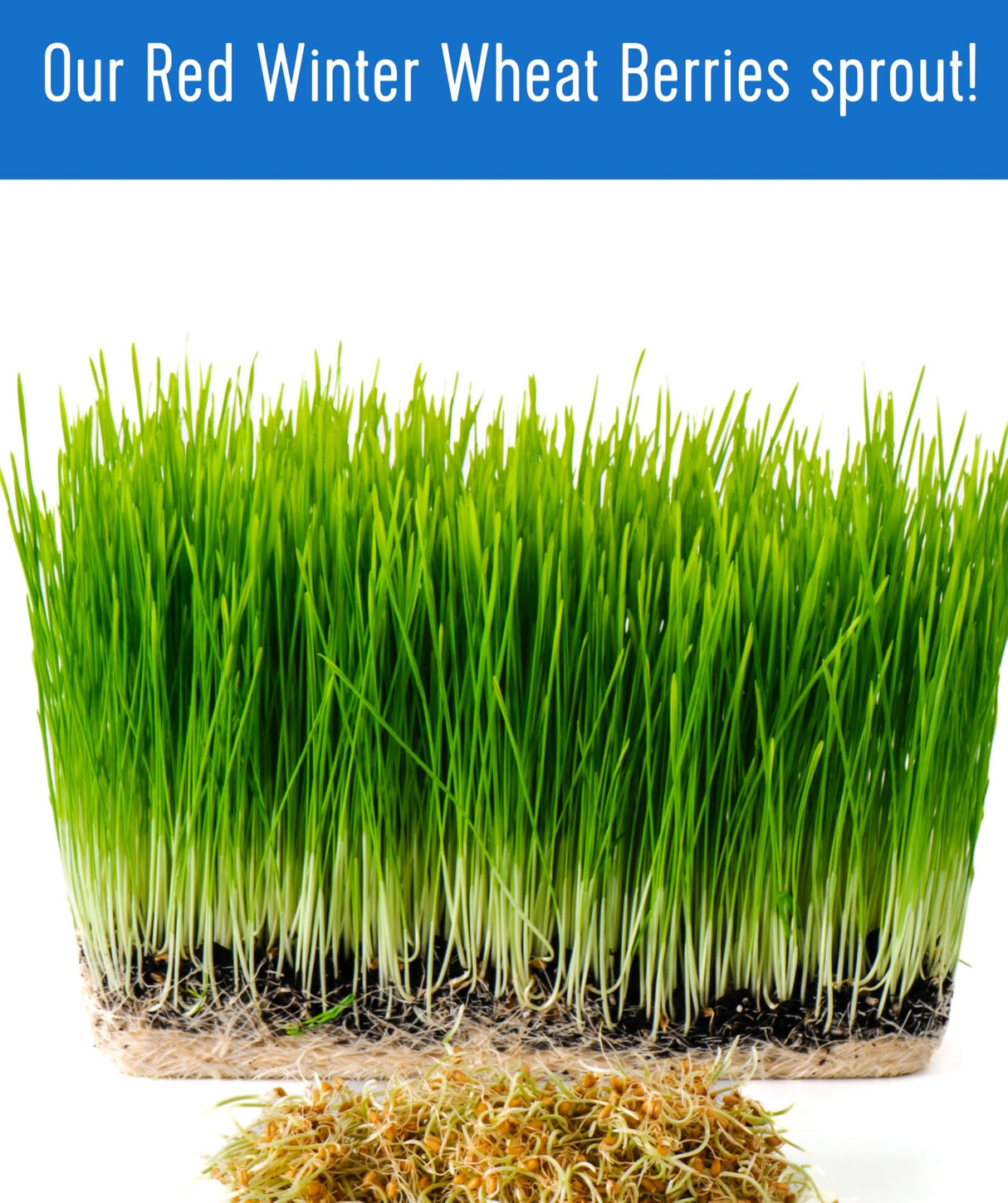 Certified Glyphosate Residue Free Hard Red Winter Wheat Berries | 10 LBS | Family Farmed in Washington State | Non-GMO Project Verified | 100% Non-Irradiated | Certified Kosher Parve | Field Traced | Burlap Bag